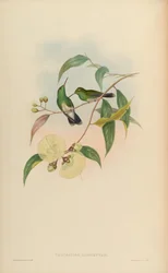 Thaumatias albiventris = Amazilia fimbriata tephrocephala